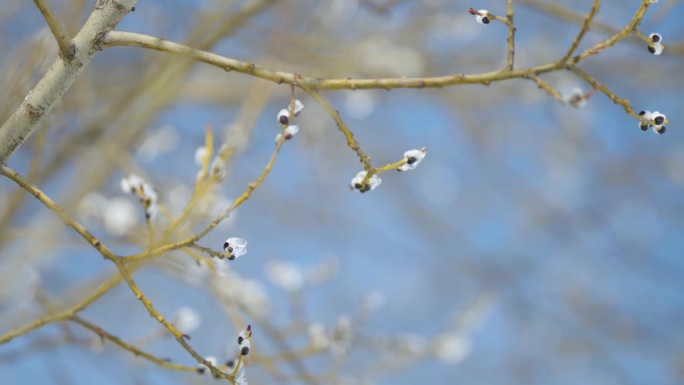 冰封的杨柳蓓蕾在风中摇曳。柳树的枝条开始开花。散景。