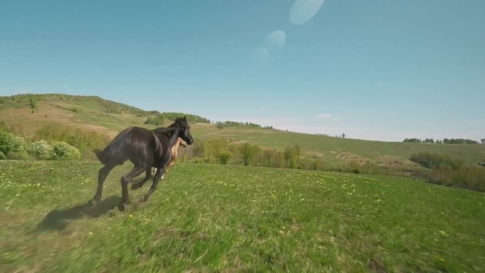 绿地里，快腿黑种马追逐棕色母马
