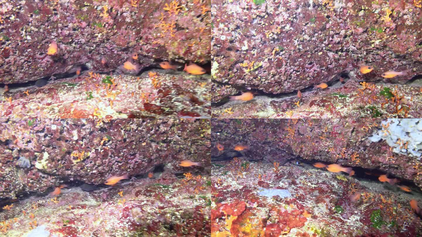 小红色珊瑚鱼在一个色彩缤纷的水下场景