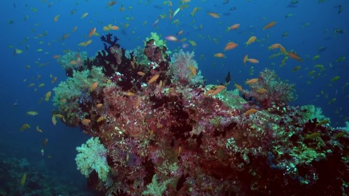 一群小黄鱼给水下珊瑚礁带来了生机。