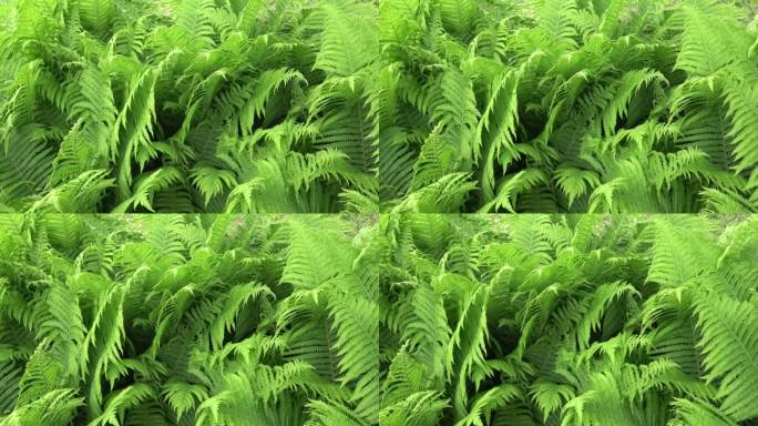 水足蕨科的大型绿色植物