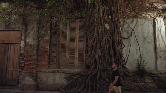 无花果树生长在墙-哥打喇嘛三宝垄古城保存殖民城市印度尼西亚