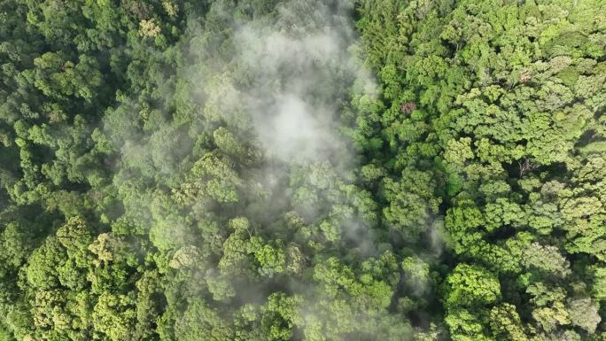 热带森林可以从大气中吸收大量的二氧化碳。