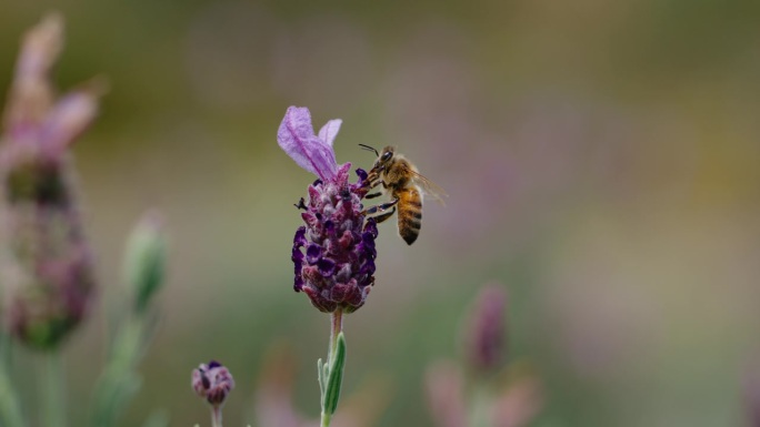 慢动作的蜜蜂鲜花开放公园花园紫色小花
