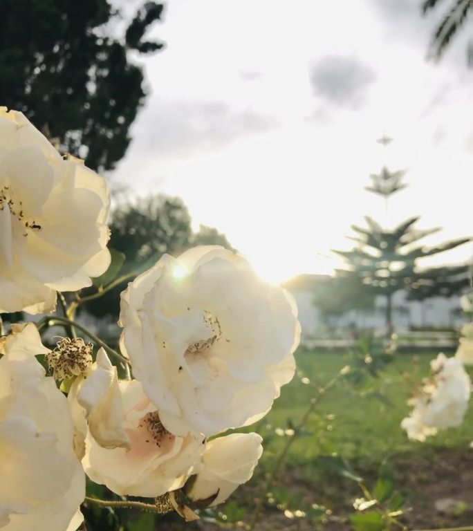 清晨花开，伴着鸟鸣