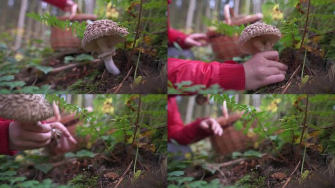 特写:用红色的手在森林里收获伞菇