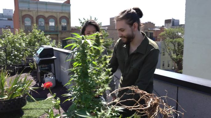 一对夫妇在纽约的屋顶上打理他们的屋顶花园