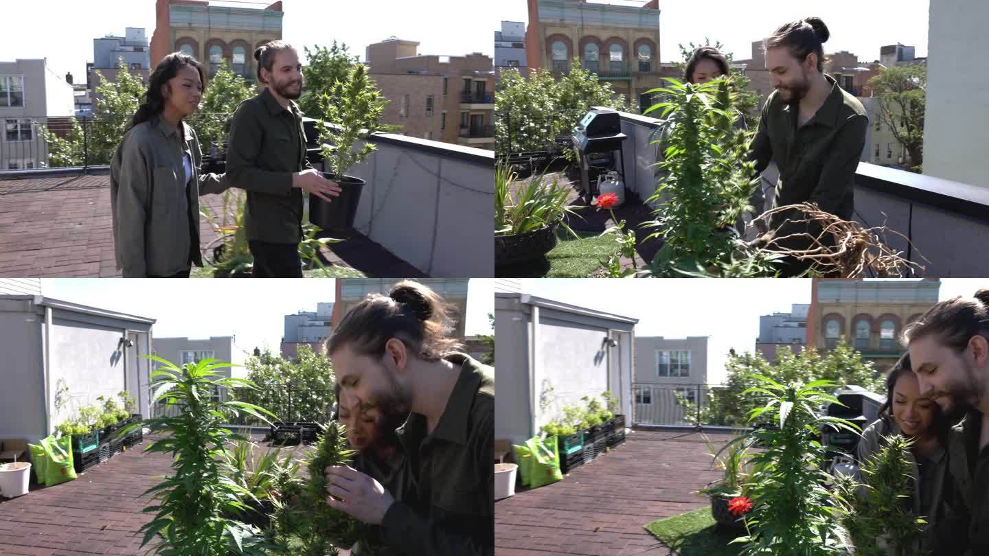 一对夫妇在纽约的屋顶上打理他们的屋顶花园
