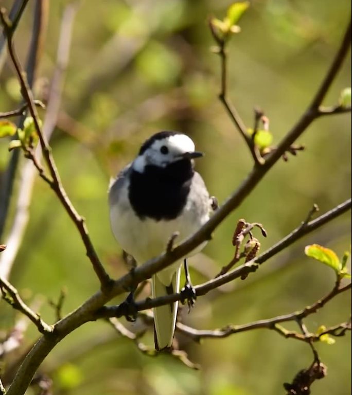 小鸟栖息在树枝上并起飞的垂直镜头