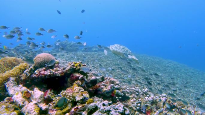 野生动物海龟在蓝水海洋中游泳。美丽的玳瑁海龟在户外海洋国家公园。在Coast Sun Clear查看