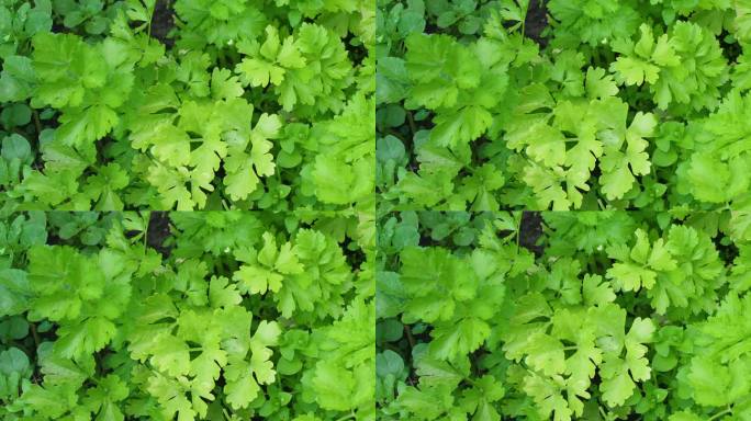 夏天在种植园里生长的绿色芹菜的叶子特写。收获青菜。芹菜的健康益处