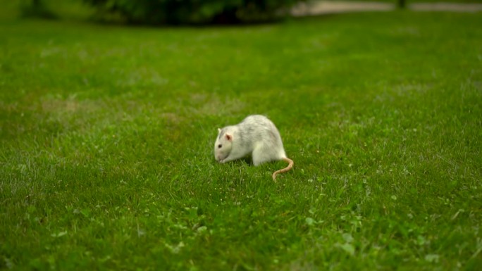 一只小白鼠坐在草地上吃东西。家鼠拿着一块苹果在草坪上散步。缓慢的运动。FHD