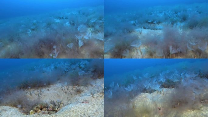水下深处- 53米深处有很多海虫
