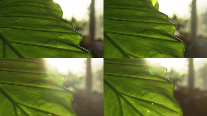 镜头光晕，DOF:清晨阳光下绿叶图案的美丽细节