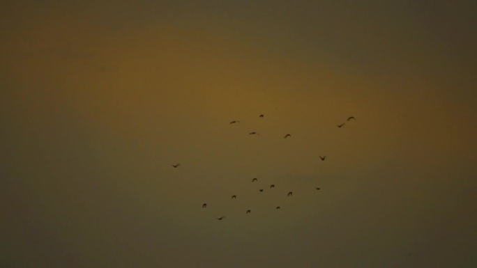 鸟在夕阳的天空中飞翔