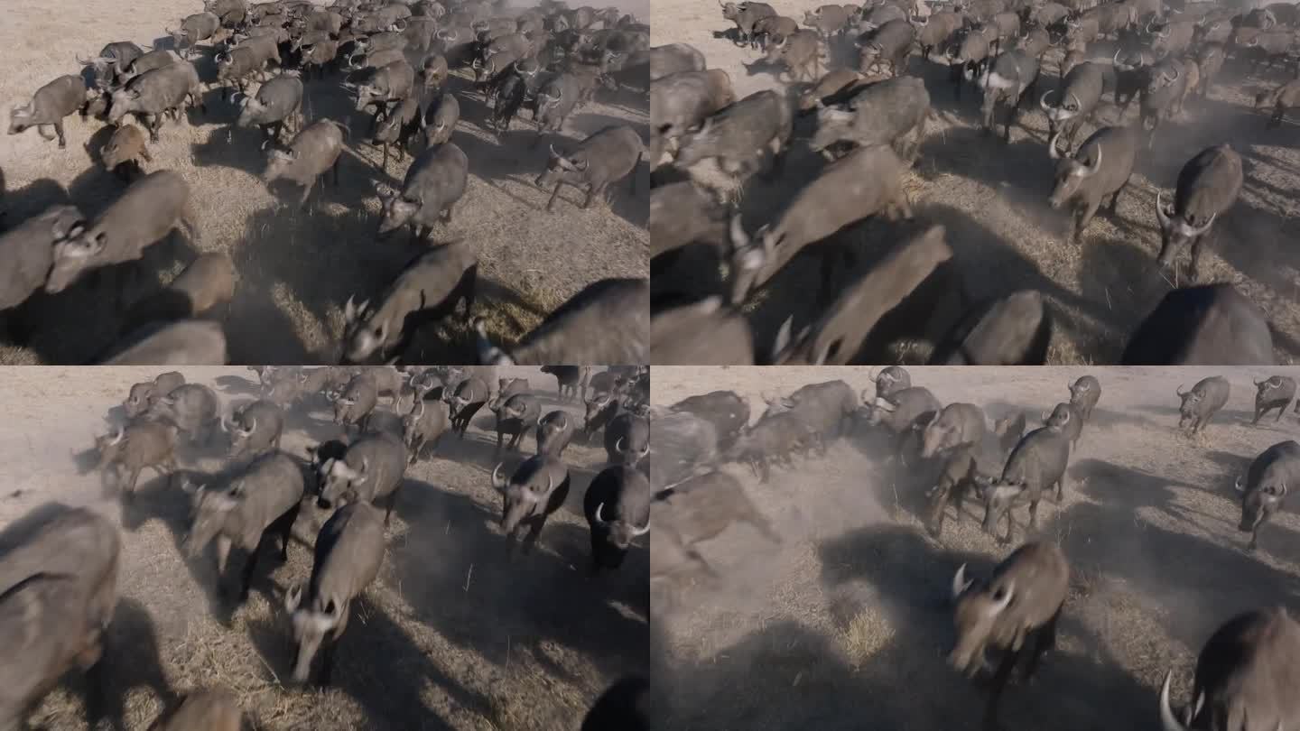 近距离空中飞行。一大群开普水牛在非洲丛林中紧紧地挤在一起