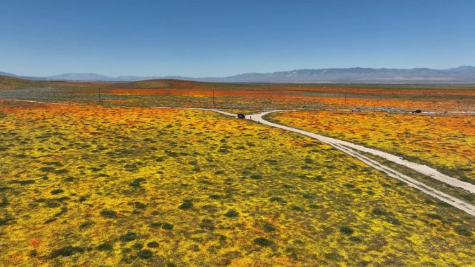 加州罂粟花超级绽放2023航拍向前羚羊谷-拍摄于美国加州罂粟花保护区外