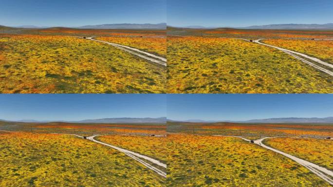 加州罂粟花超级绽放2023航拍向前羚羊谷-拍摄于美国加州罂粟花保护区外