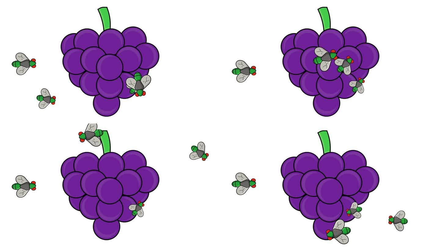 葡萄被苍蝇包围的动画视频