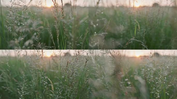 夏日绿色草地上的日出。万向节微距拍摄草地上的草茎，太阳在背景中升起。夏季自然背景，浅景深