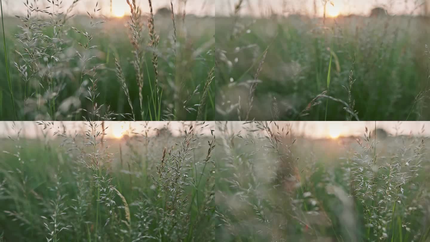 夏日绿色草地上的日出。万向节微距拍摄草地上的草茎，太阳在背景中升起。夏季自然背景，浅景深