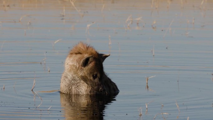 特写镜头。斑点鬣狗坐在水里降温