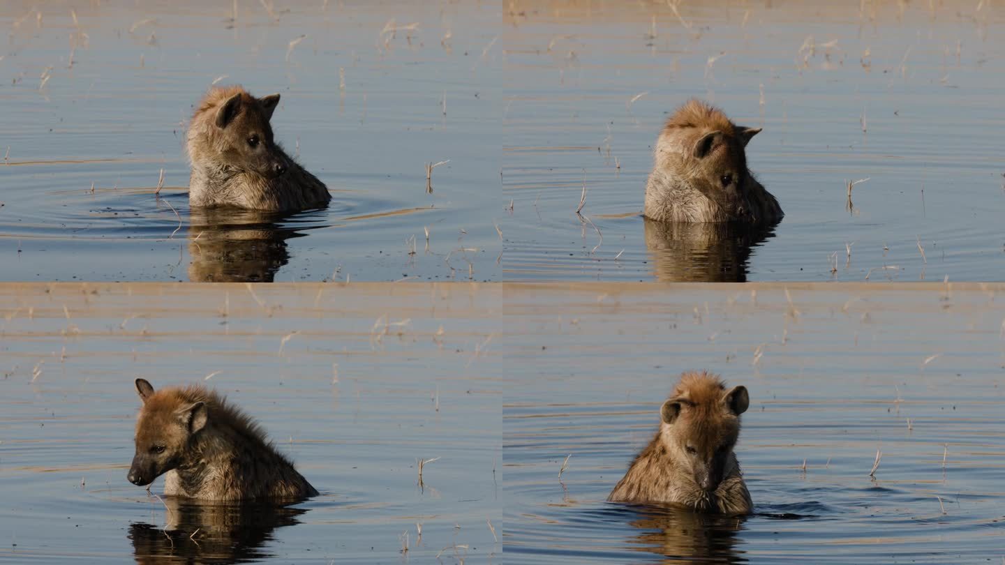 特写镜头。斑点鬣狗坐在水里降温