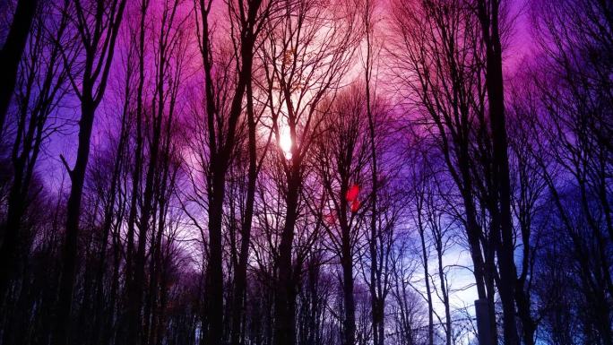 森林里夜晚的红色天空