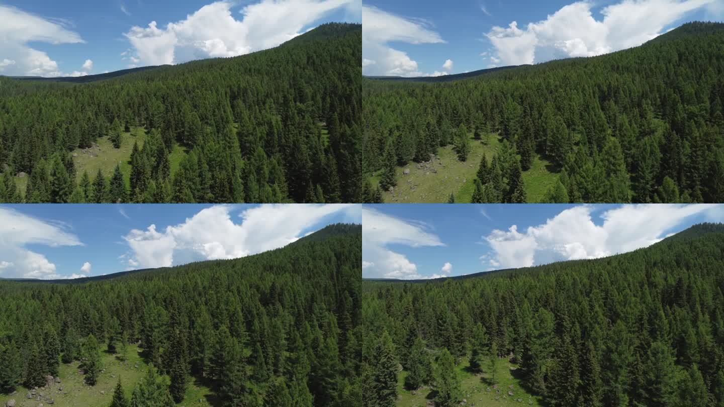 鸟瞰绿色的山景，美丽的针叶林蔓延开来。西伯利亚针叶林。