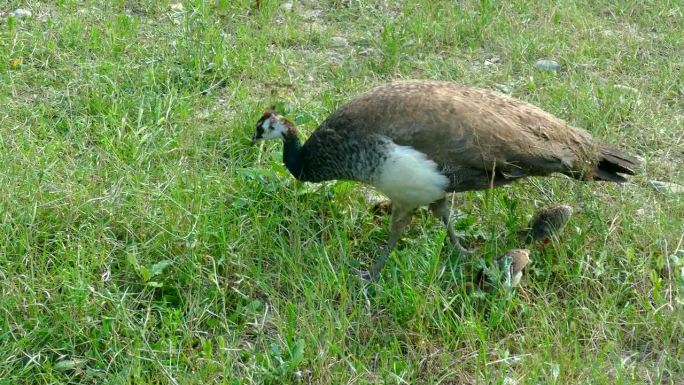 孔雀带着小鸡在草地上散步