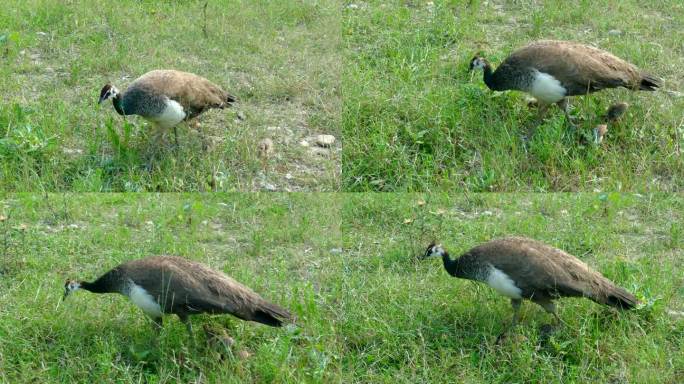 孔雀带着小鸡在草地上散步