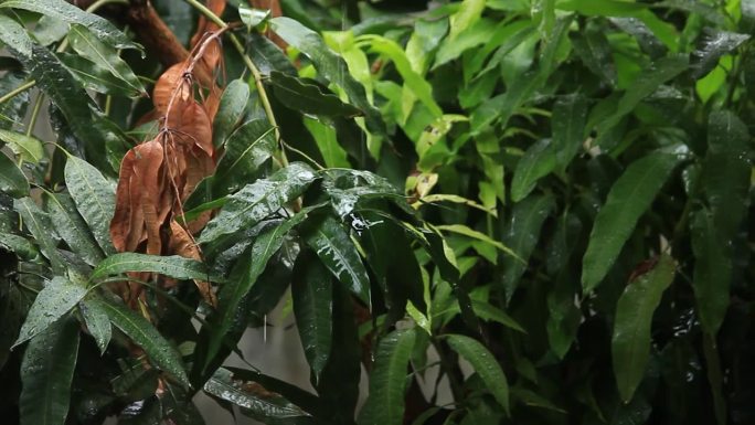 热带雨林雨季，芒果叶子上的雨滴