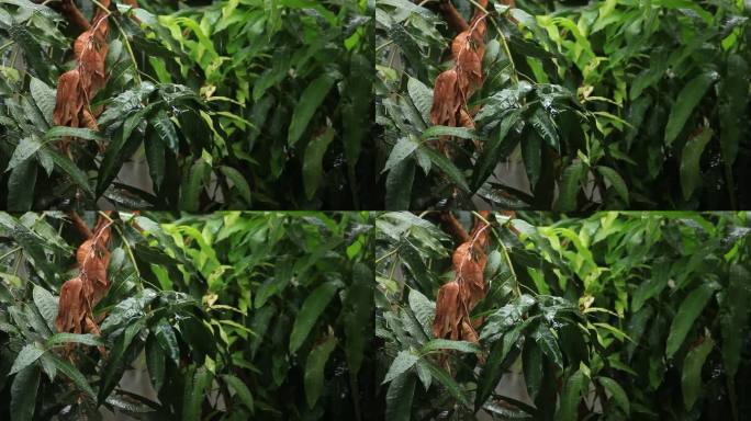 热带雨林雨季，芒果叶子上的雨滴