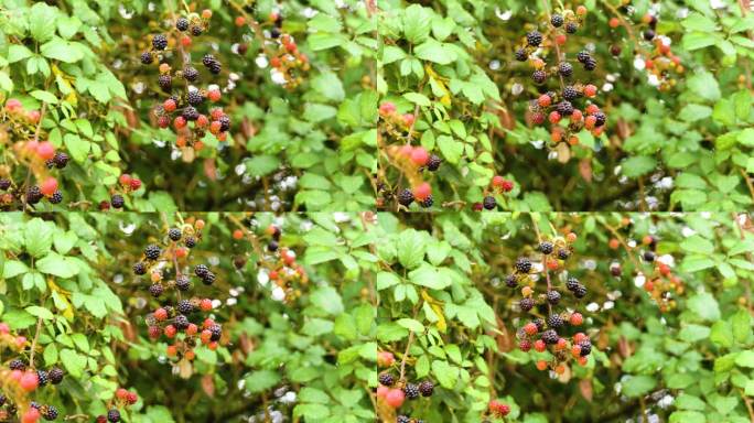 秋天森林里野生生长的红色和黑色的黑莓