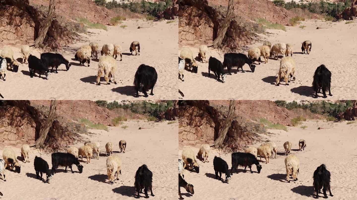 埃及沙漠里的一群羊
