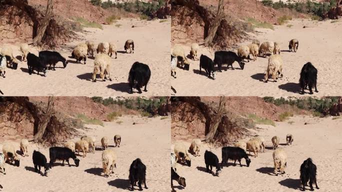 埃及沙漠里的一群羊