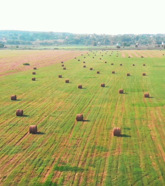 麦田里有干草堆。有圆干草捆的田地。垂直视频