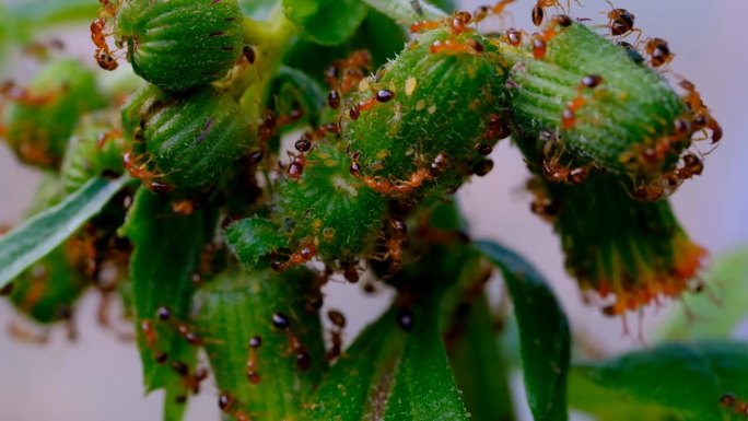 红蚂蚁蜂拥野草的延时视频。