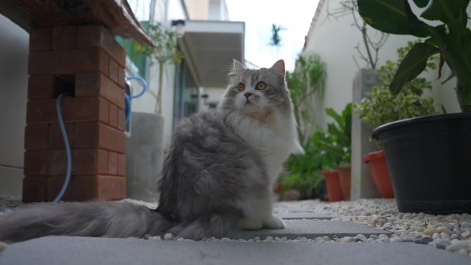 西伯利亚猫在自家花园里休息