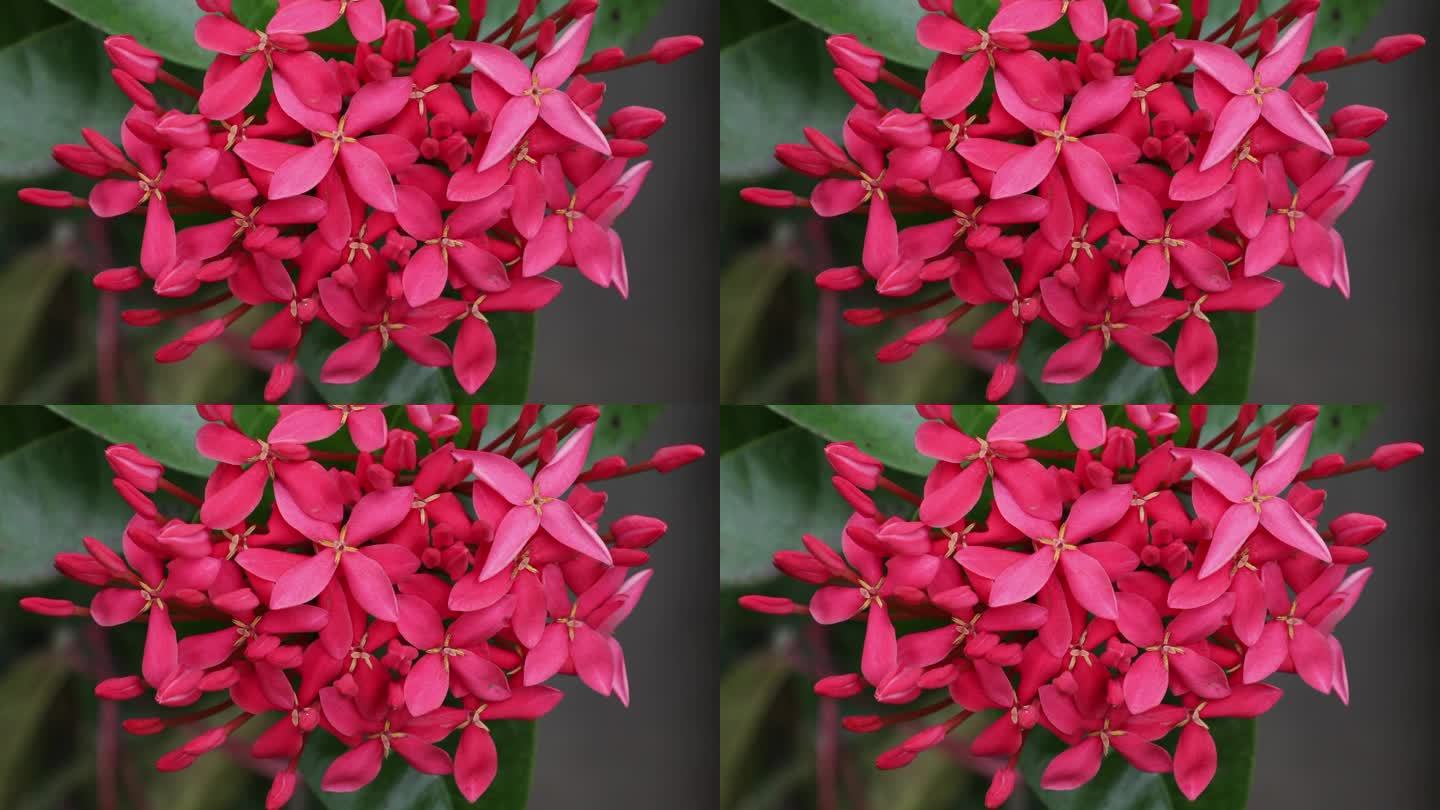 粉红色的ixora或西印度茉莉花在花园里盛开。丛林的火焰。丛林天竺葵。