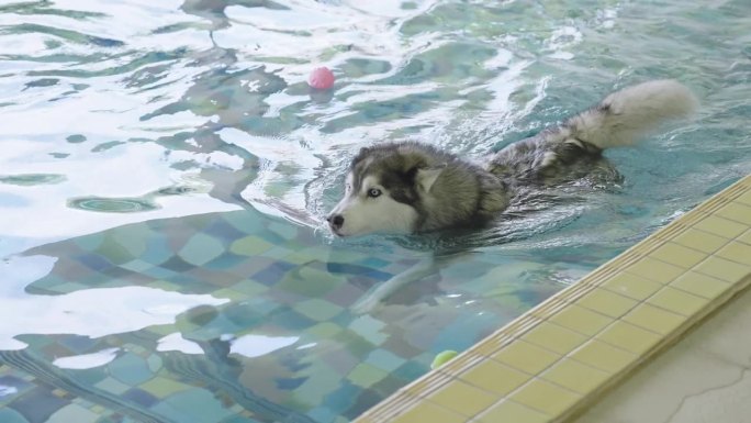 西伯利亚哈士奇在宠物友好的酒店游泳池附近游泳的广角镜头