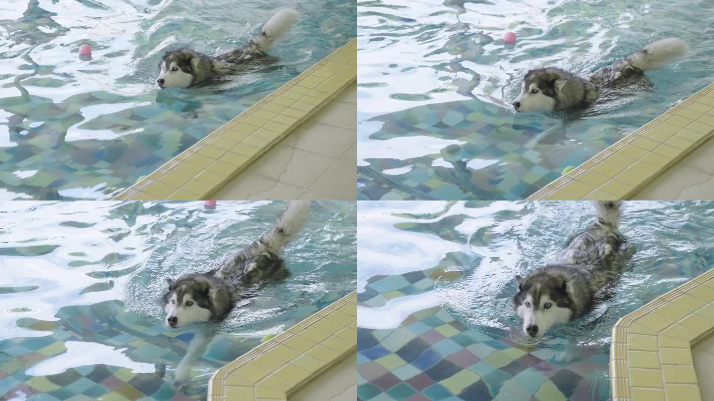西伯利亚哈士奇在宠物友好的酒店游泳池附近游泳的广角镜头