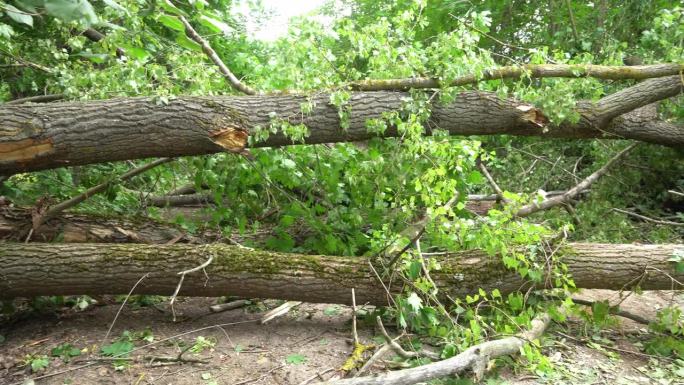 飓风后倒下的树在森林小路上。雷雨中，闪电击中了树干，把它折断了