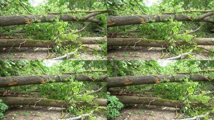 飓风后倒下的树在森林小路上。雷雨中，闪电击中了树干，把它折断了