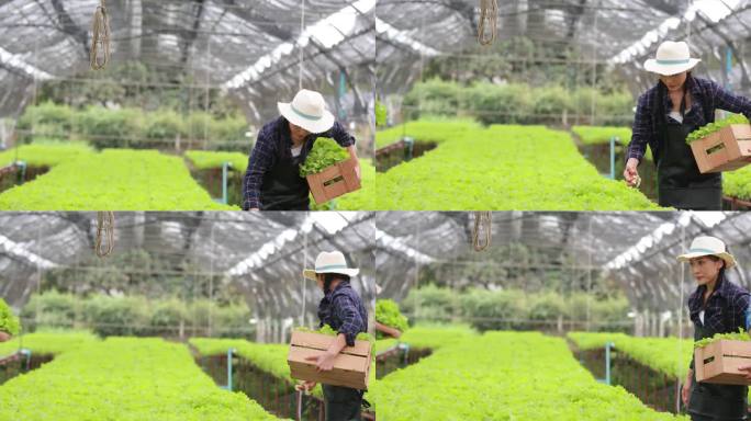 农业卓越:亚洲女性农民评估水培蔬菜品质