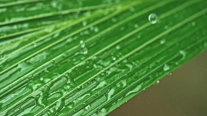 雨落在一片棕榈叶上