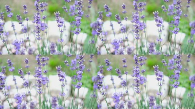 精致明亮的背景与薰衣草的叶子，微小的紫罗兰花。户外种植的薰衣草。唇形科、唇形科。普罗旺斯香草。调味料