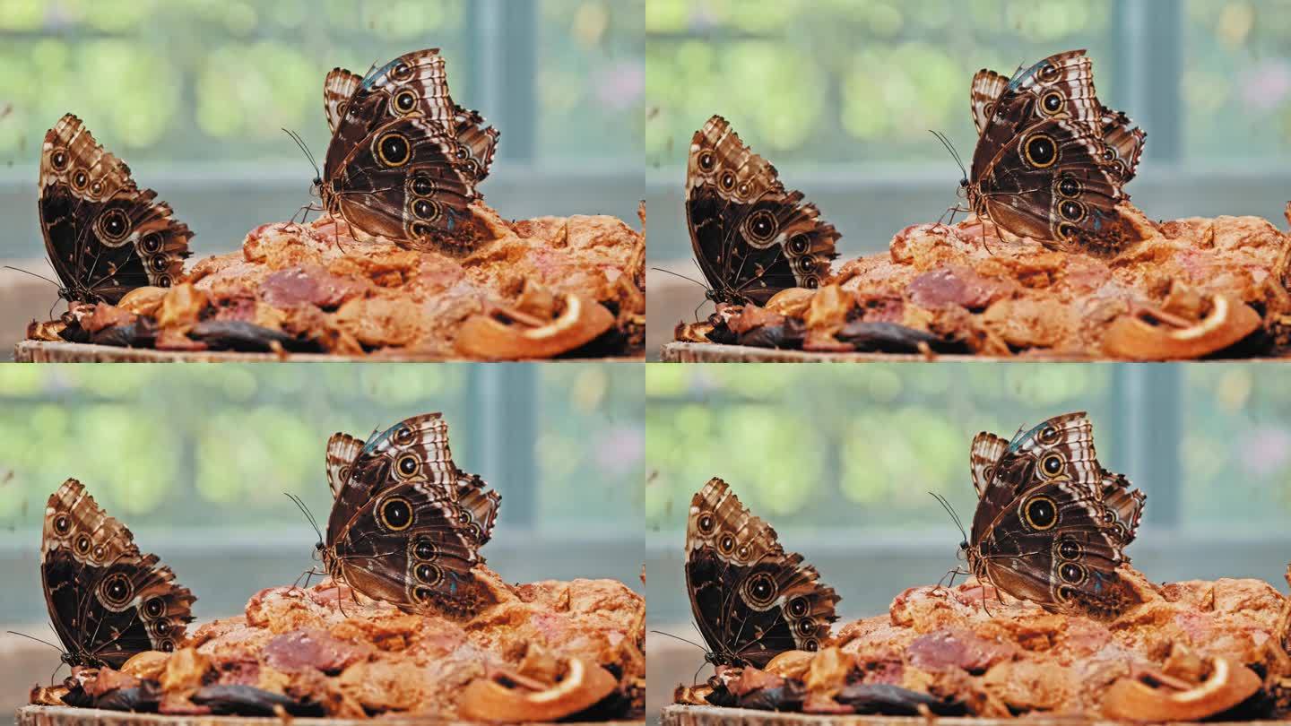 蝴蝶之家博览会上，热带墨涅拉斯大闪蝶闭翅坐在甜美腐烂的果肉喂食垫上