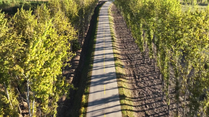 两边是白桦树的乡村道路航拍