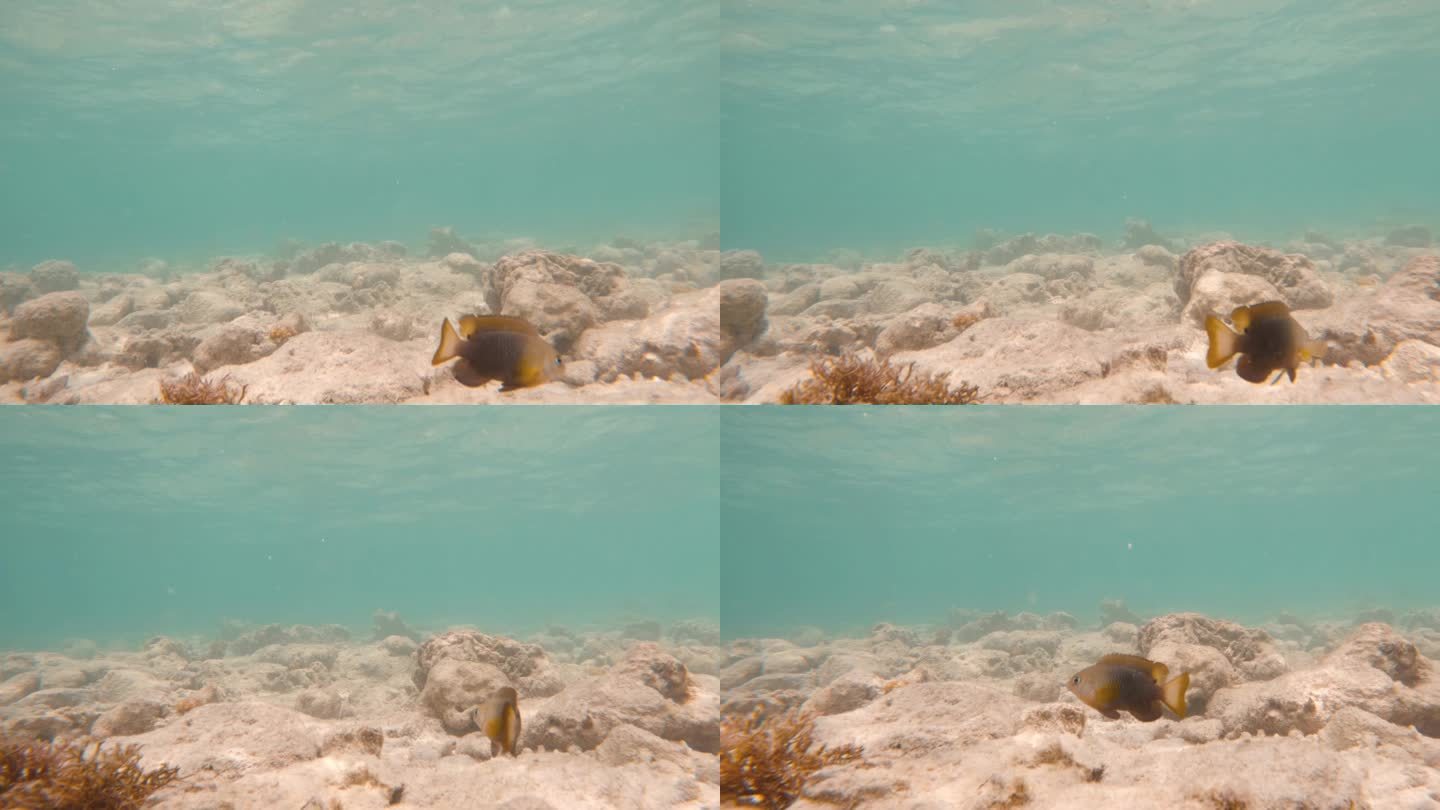 水下建立的海洋动植物与岩石形成海底的慢动作镜头